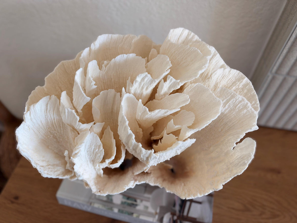 Natural Poca Coral Fossil: 12.75" x 10" x 8.75" Coastal Beach House White Décor