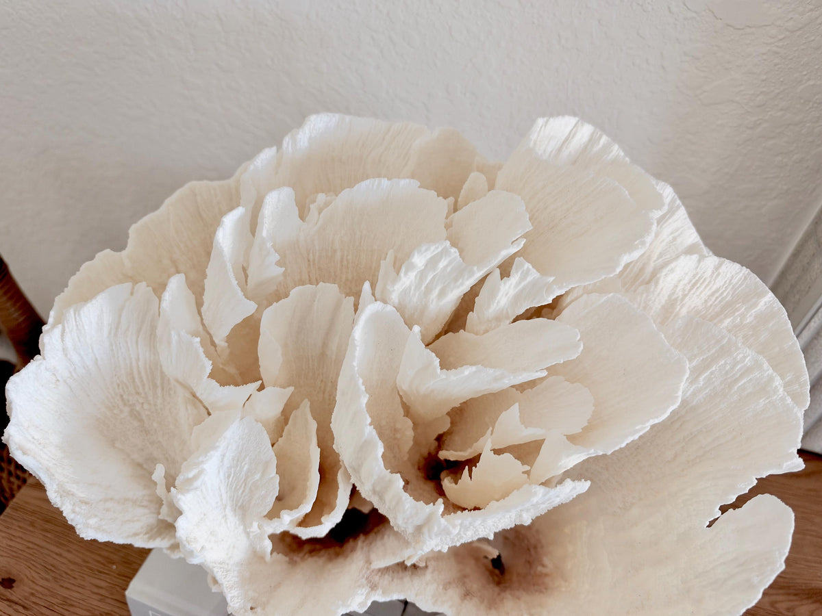 Natural Poca Coral Fossil: 12.75" x 10" x 8.75" Coastal Beach House White Décor