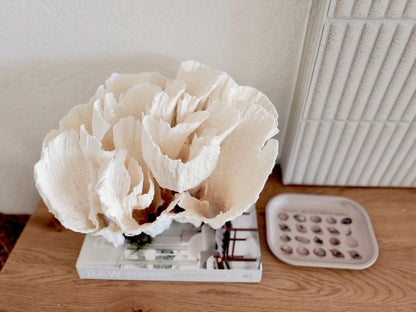 Natural Poca Coral Fossil: 12.75" x 10" x 8.75" Coastal Beach House White Décor