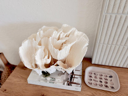 Natural Poca Coral Fossil: 12.75" x 10" x 8.75" Coastal Beach House White Décor