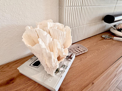 Natural Poca Coral Fossil: 12.75" x 10" x 8.75" Coastal Beach House White Décor