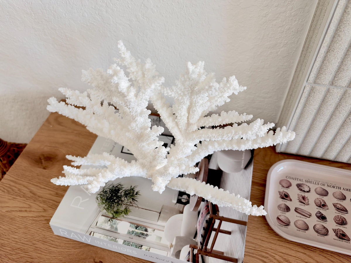 Branch Coral Fossil Specimen: 14.5" x 9.75"x 6" Coastal Beach House Décor