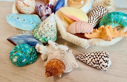 20 Pc. Luxury Mermaid Seashell Set, Polished Shells, Sea life, Colorful Coral Gift Bundle