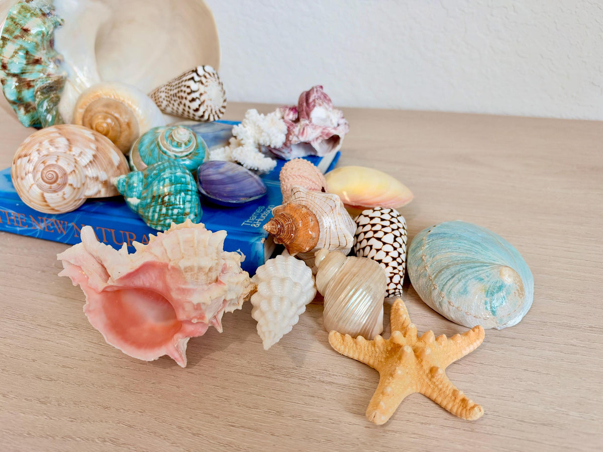 20 Pc. Luxury Mermaid Seashell Set, Polished Shells, Sea life, Colorful Coral Gift Bundle