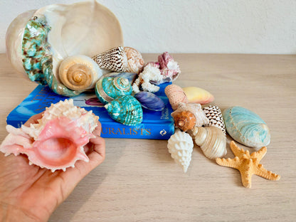 20 Pc. Luxury Mermaid Seashell Set, Polished Shells, Sea life, Colorful Coral Gift Bundle