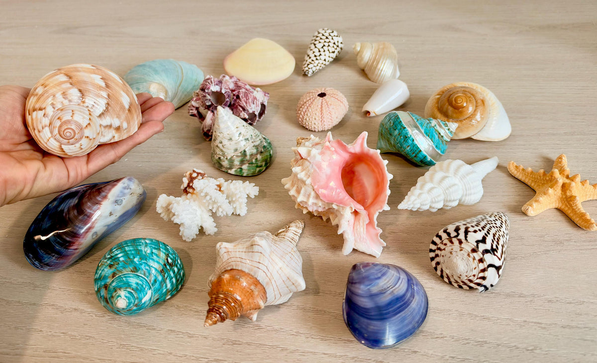 20 Pc. Luxury Mermaid Seashell Set, Polished Shells, Sea life, Colorful Coral Gift Bundle
