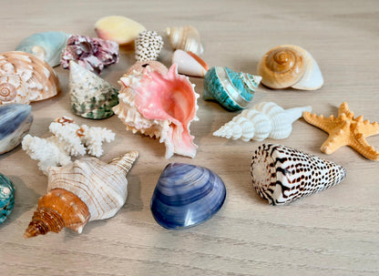 20 Pc. Luxury Mermaid Seashell Set, Polished Shells, Sea life, Colorful Coral Gift Bundle