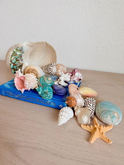 20 Pc. Luxury Mermaid Seashell Set, Polished Shells, Sea life, Colorful Coral Gift Bundle