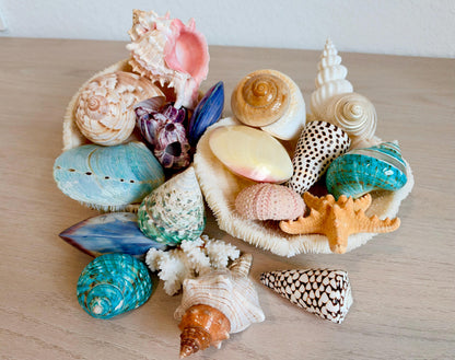 20 Pc. Luxury Mermaid Seashell Set, Polished Shells, Sea life, Colorful Coral Gift Bundle