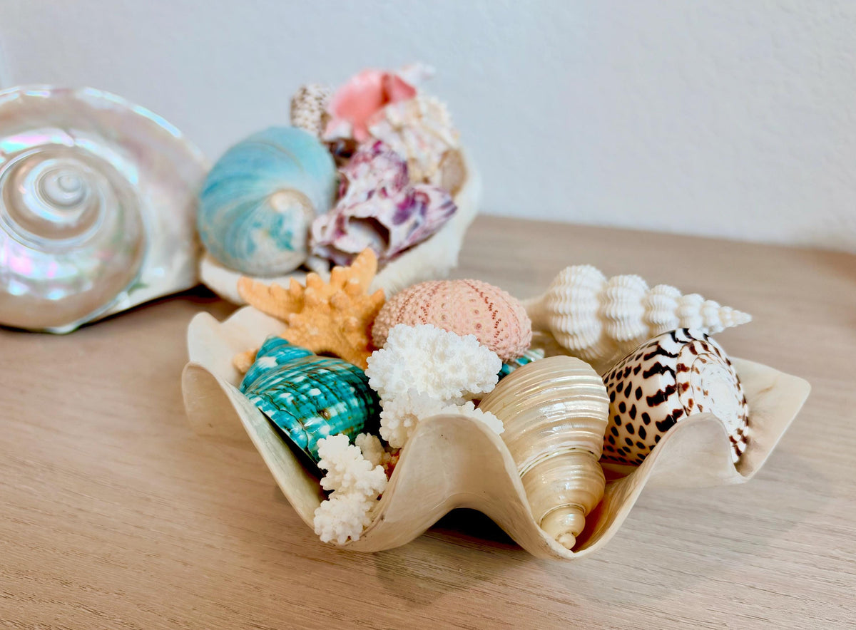 Capiz Clam Shell Bowl 8"x4"x3" Scalloped Edge Dish Seashell Ivory Coastal Home Décor