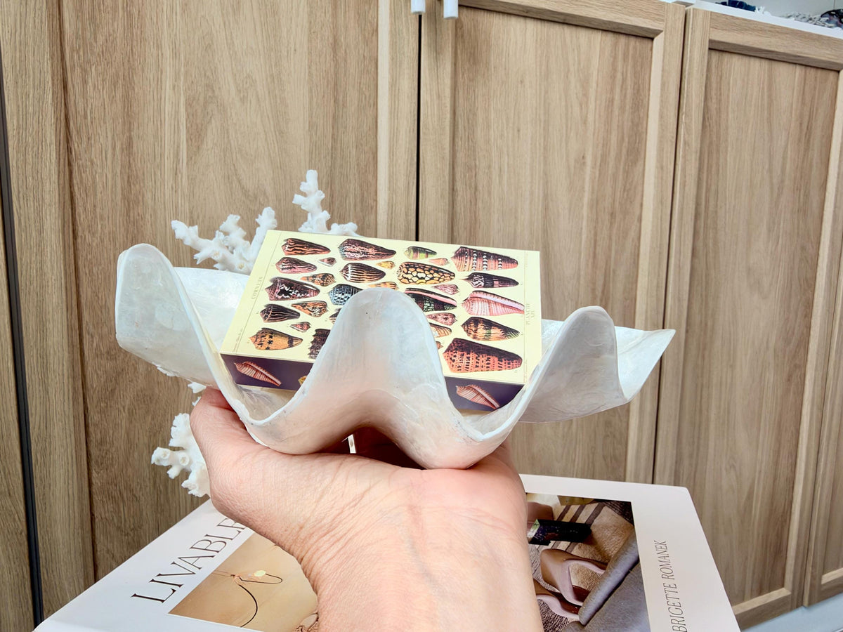 Capiz Clam Shell Bowl 8"x4"x3" Scalloped Edge Dish Seashell Ivory Coastal Home Décor