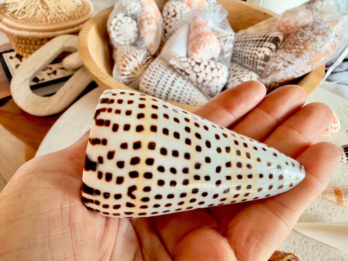 Set of 8 Natural Cone Seashells: Collectors Gift Beach Décor Coastal Crafts Shells