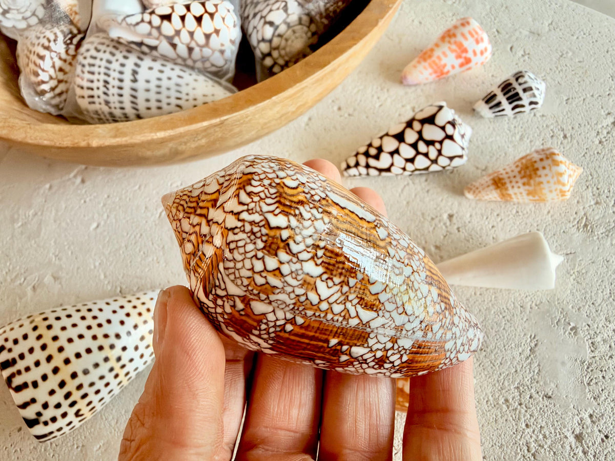 Set of 8 Natural Cone Seashells: Collectors Gift Beach Décor Coastal Crafts Shells