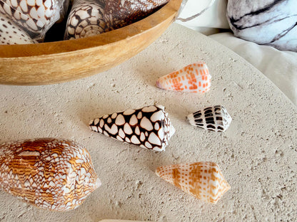 Set of 8 Natural Cone Seashells: Collectors Gift Beach Décor Coastal Crafts Shells