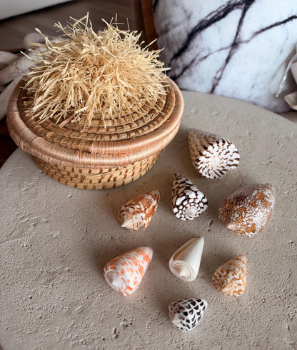 Set of 8 Natural Cone Seashells: Collectors Gift Beach Décor Coastal Crafts Shells