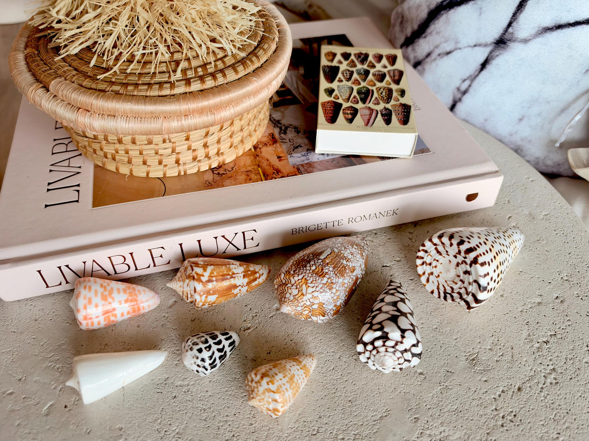 Set of 8 Natural Cone Seashells: Collectors Gift Beach Décor Coastal Crafts Shells