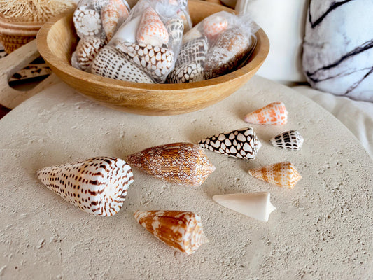 Set of 8 Natural Cone Seashells: Collectors Gift Beach Décor Coastal Crafts Shells