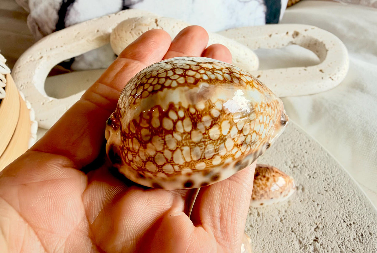 Set of 10 Natural Cowrie Seashells: Collectors Gift Beach Décor Coastal Crafts Shells