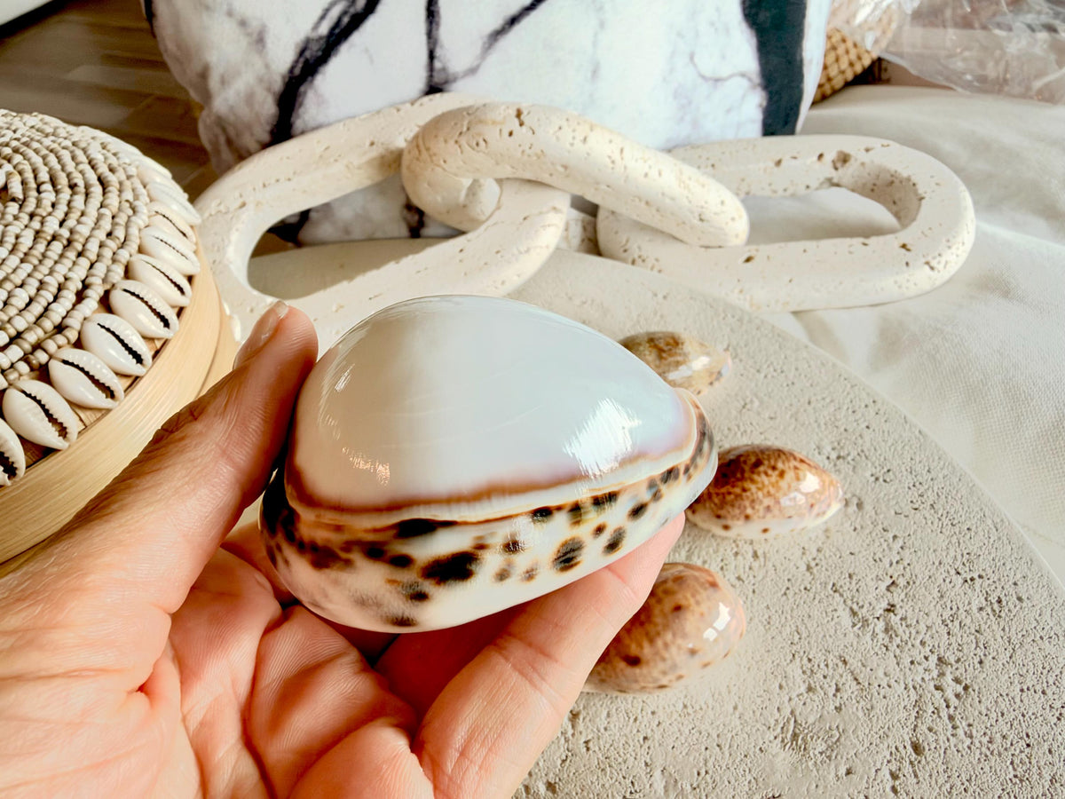Set of 10 Natural Cowrie Seashells: Collectors Gift Beach Décor Coastal Crafts Shells