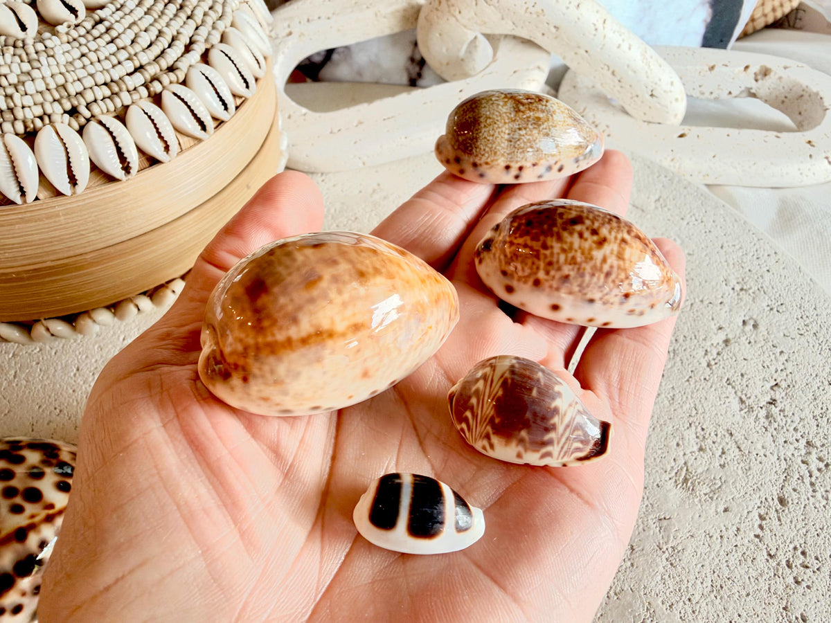 Set of 10 Natural Cowrie Seashells: Collectors Gift Beach Décor Coastal Crafts Shells