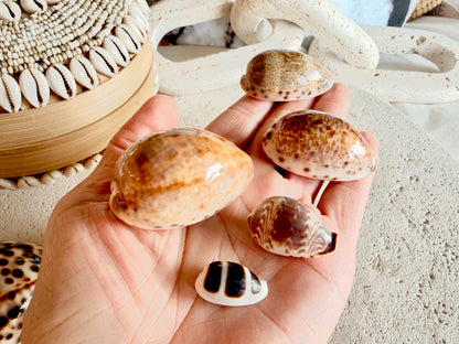 Set of 10 Natural Cowrie Seashells: Collectors Gift Beach Décor Coastal Crafts Shells