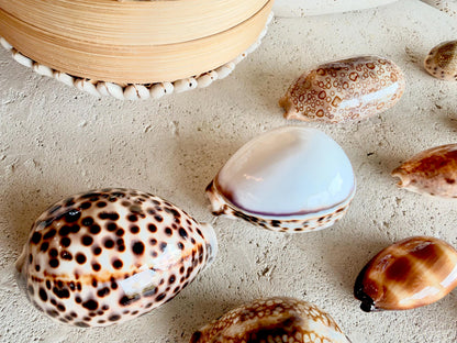 Set of 10 Natural Cowrie Seashells: Collectors Gift Beach Décor Coastal Crafts Shells