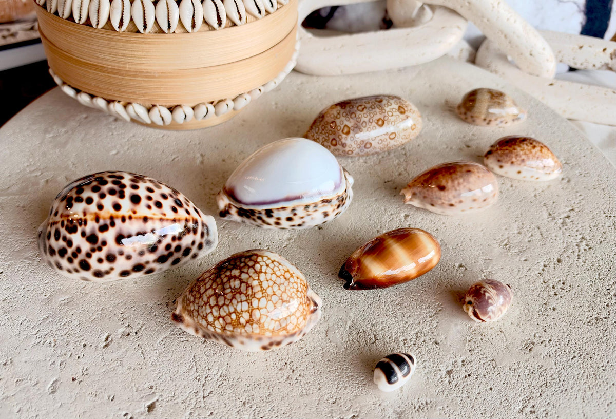 Set of 10 Natural Cowrie Seashells: Collectors Gift Beach Décor Coastal Crafts Shells