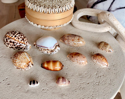 Set of 10 Natural Cowrie Seashells: Collectors Gift Beach Décor Coastal Crafts Shells