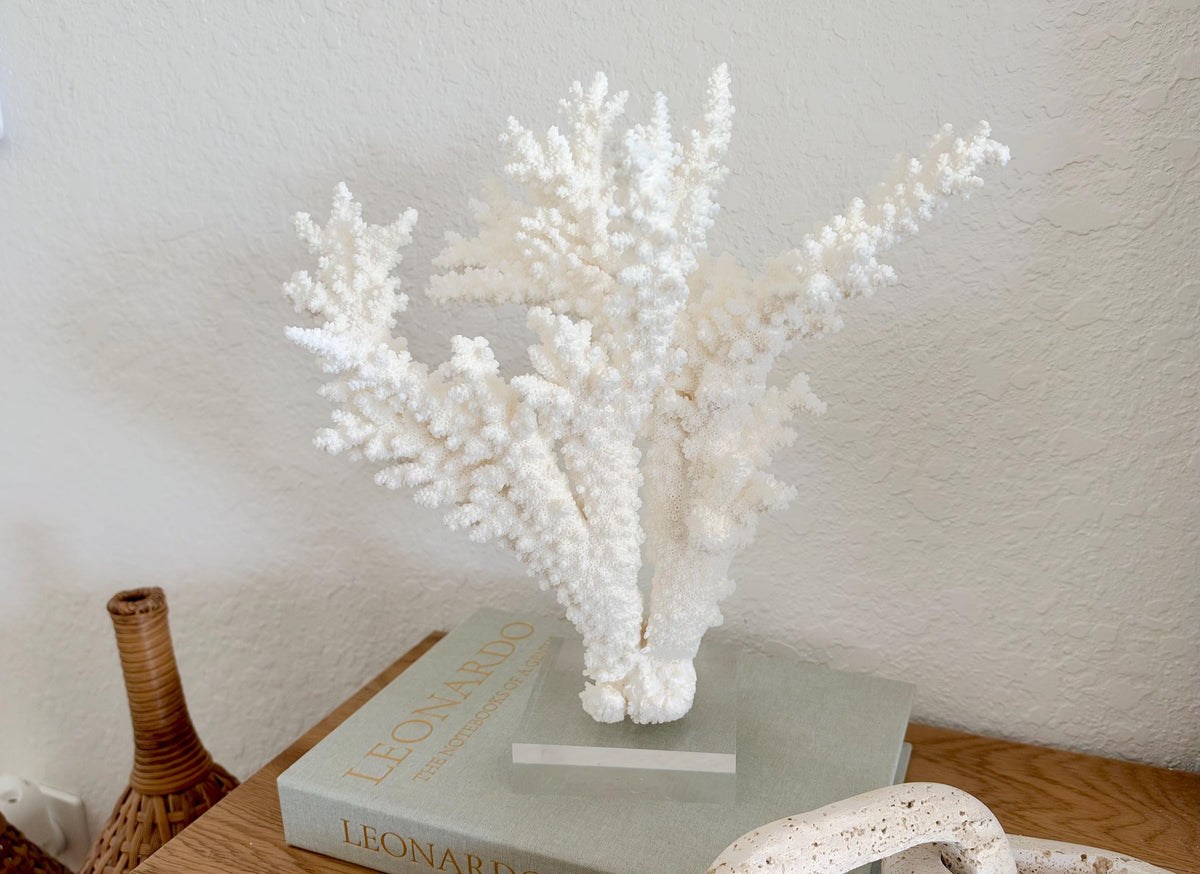 Real Branch Coral Fossil Specimen: 12" x 13" x 7.5" Coastal Décor (Lucite Mount)