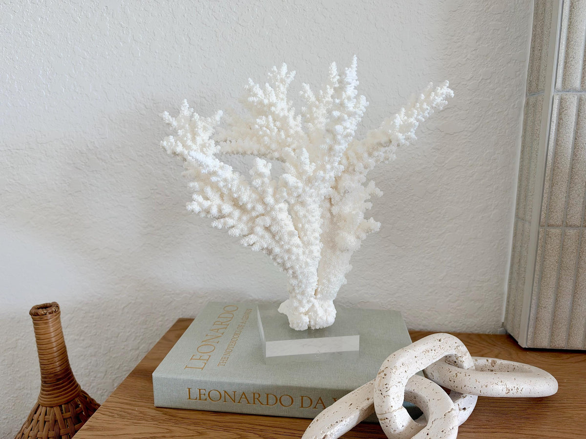 Real Branch Coral Fossil Specimen: 12" x 13" x 7.5" Coastal Décor (Lucite Mount)