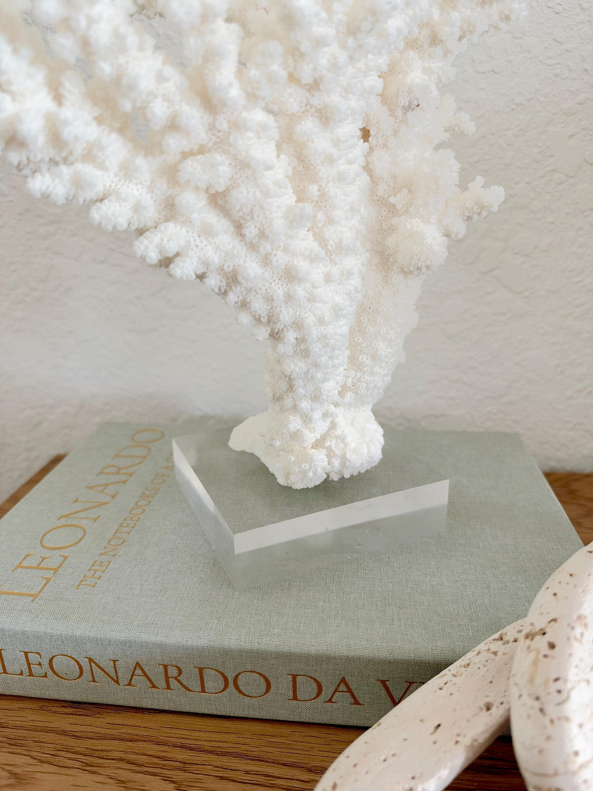 Real Branch Coral Fossil Specimen: 12" x 13" x 7.5" Coastal Décor (Lucite Mount)
