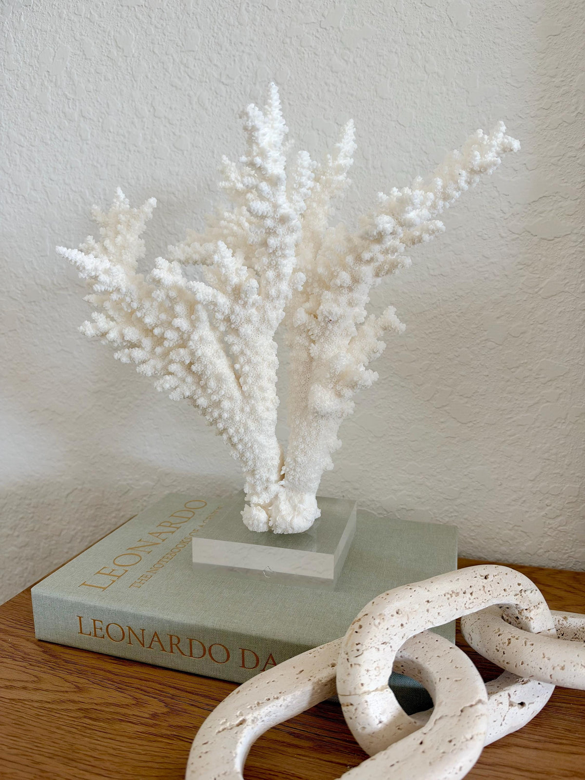 Real Branch Coral Fossil Specimen: 12" x 13" x 7.5" Coastal Décor (Lucite Mount)