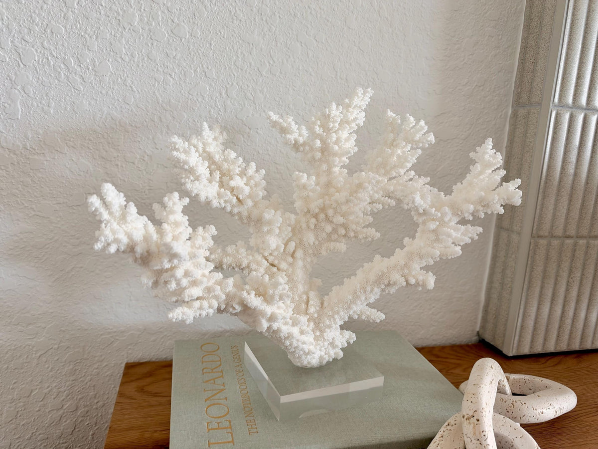 Real Branch Coral Fossil Specimen: 13.5" x 11.5" x 6" Coastal Décor (Lucite Mount)