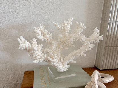 Real Branch Coral Fossil Specimen: 13.5" x 11.5" x 6" Coastal Décor (Lucite Mount)