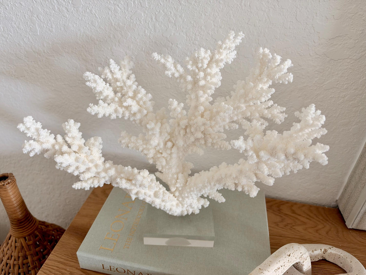 Real Branch Coral Fossil Specimen: 13.5" x 11.5" x 6" Coastal Décor (Lucite Mount)