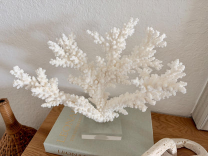 Real Branch Coral Fossil Specimen: 13.5" x 11.5" x 6" Coastal Décor (Lucite Mount)