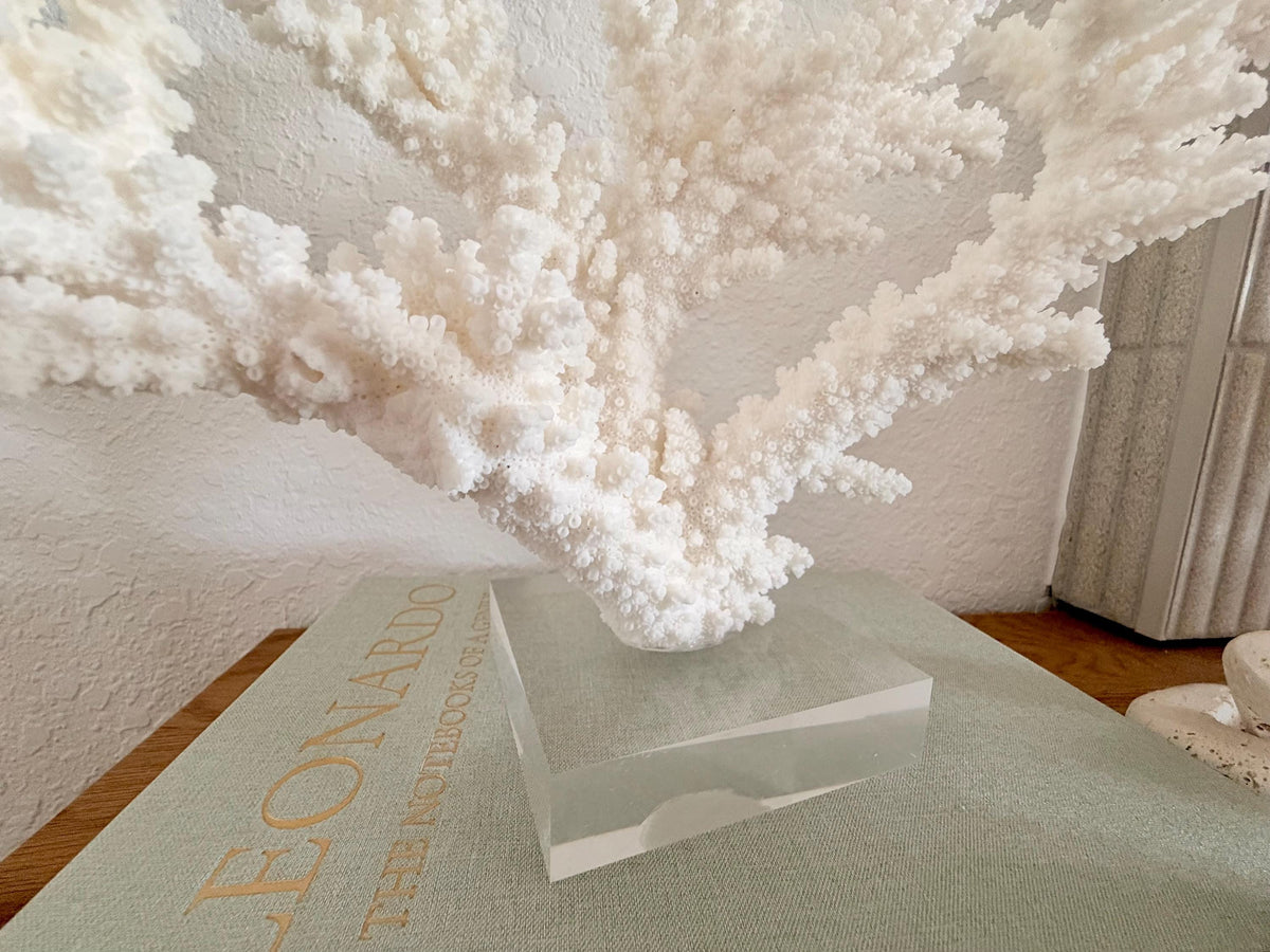 Real Branch Coral Fossil Specimen: 13.5" x 11.5" x 6" Coastal Décor (Lucite Mount)