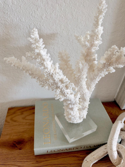 Real Branch Coral Fossil Specimen: 13" x 14" x 8.5" Coastal Décor (Lucite Mount)