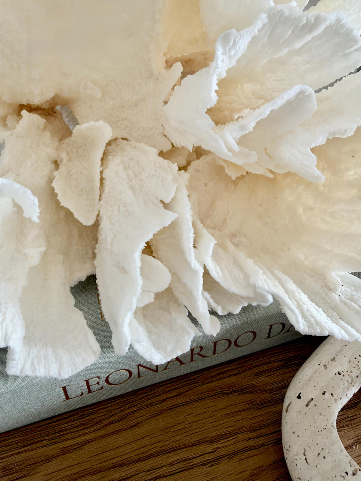 Natural Poca Coral Fossil: 10" x 9.5" x 8.5" Coastal Beach House White Décor