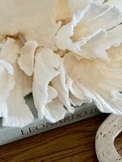 Natural Poca Coral Fossil: 10" x 9.5" x 8.5" Coastal Beach House White Décor