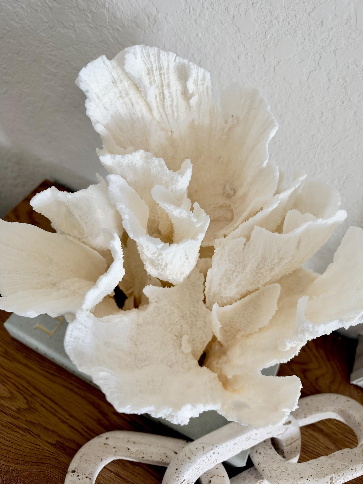 Natural Poca Coral Fossil: 10" x 9.5" x 8.5" Coastal Beach House White Décor