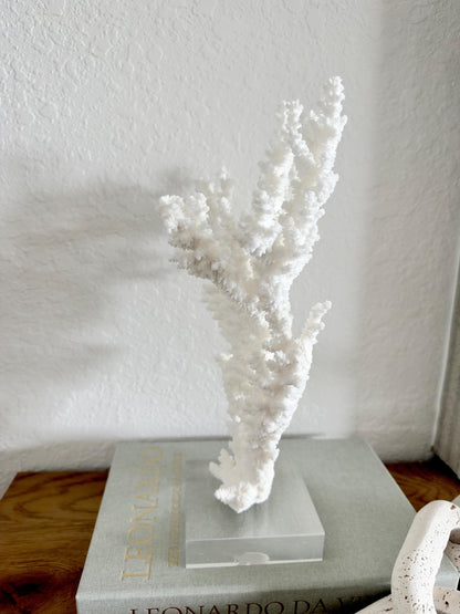 Real Branch Coral Fossil Specimen: 12.5" x 13" x 4.5" Coastal Décor (Lucite Mount)