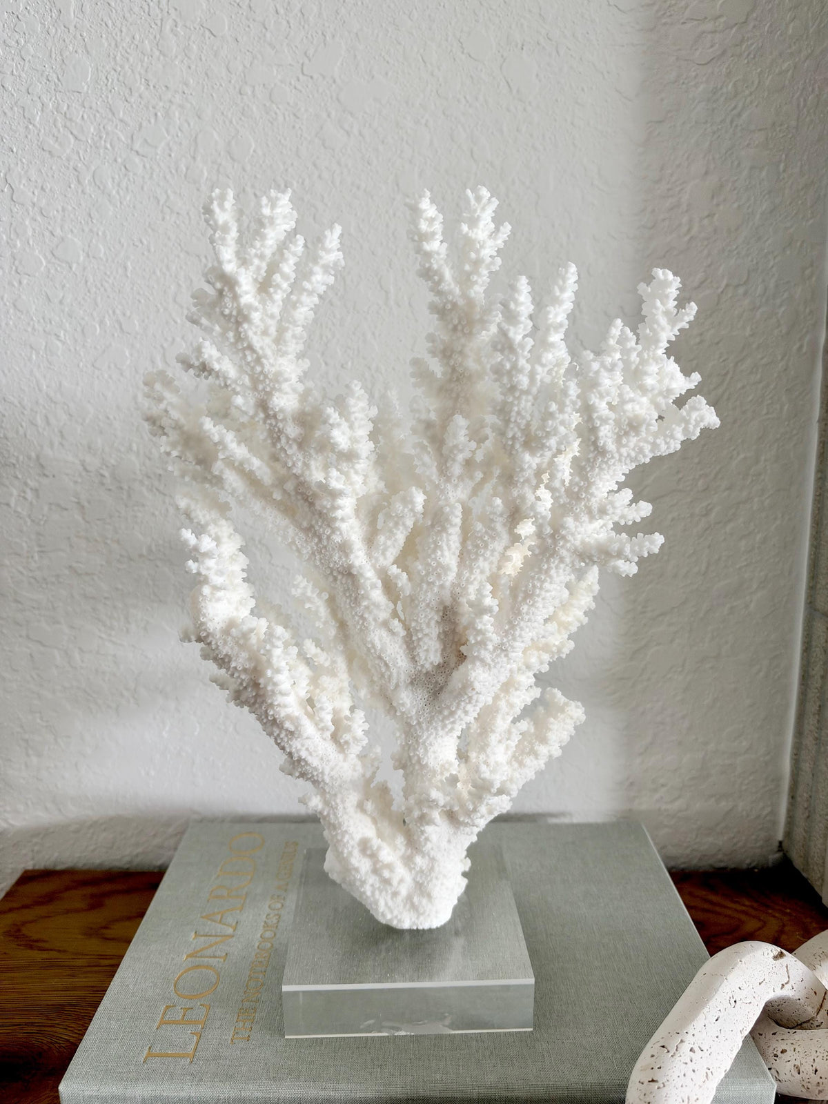 Real Branch Coral Fossil Specimen: 13.25" x 9" x 4" Coastal Décor (Lucite Mount)