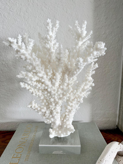 Real Branch Coral Fossil Specimen: 13.25" x 9" x 4" Coastal Décor (Lucite Mount)