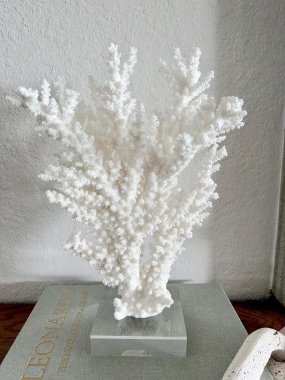 Real Branch Coral Fossil Specimen: 12.5" x 13" x 4.5" Coastal Décor (Lucite Mount)