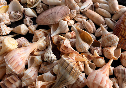1 Pound Handpicked Beach Found Sanibel Captiva Seashell Shell Mix Coastal Home Décor