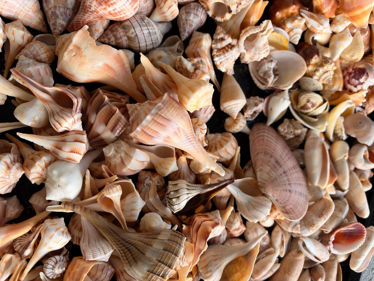 1 Pound Handpicked Beach Found Sanibel Captiva Seashell Shell Mix Coastal Home Décor