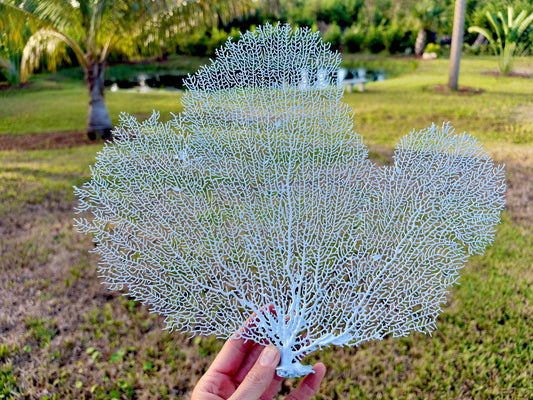 Light Blue Sea Fan 10-16" *You Choose Size* Natural Hand Painted Coastal Décor