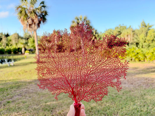 Red Sea Fan 10-16" *You Choose Size* Natural Hand Painted Coastal Décor