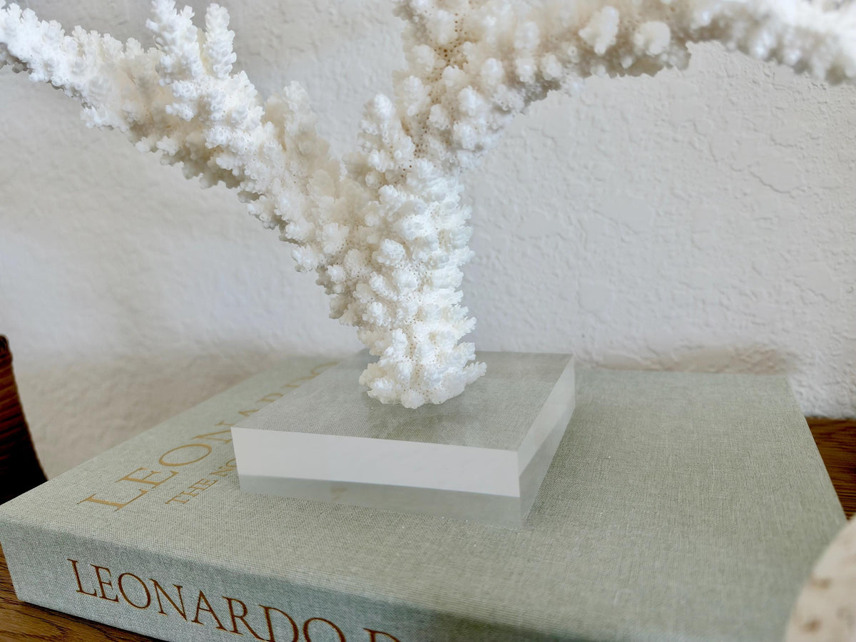Real Branch Coral Fossil Specimen: 14.75" x 13" x 7.5" Coastal Décor (Lucite Mount)